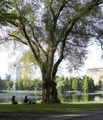 New York Central Park