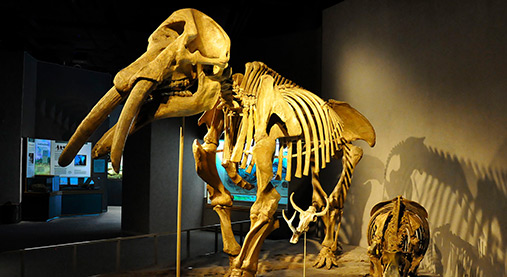 Denver Museum of Nature & Science