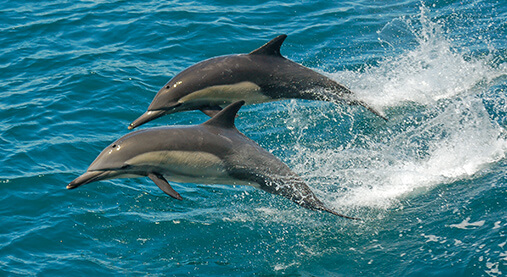 Dolphin Cruise