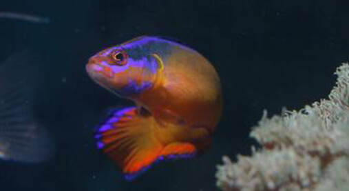 Gulfarium Marine Adventure Park