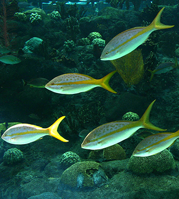 Fly to Tampa from Wichita - Visit the Florida Aquarium