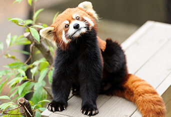 Red panda at Roger Williams Park Zoo