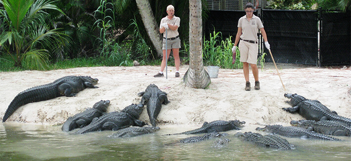 Alligator Bay at Naples Zoo
