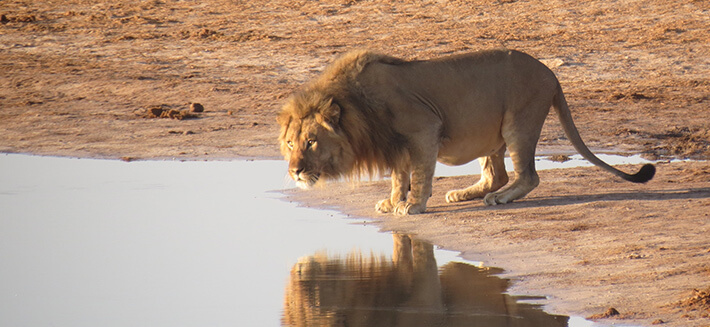 Rhodes has flown to Africa, South America and other parts of the world for projects and research.